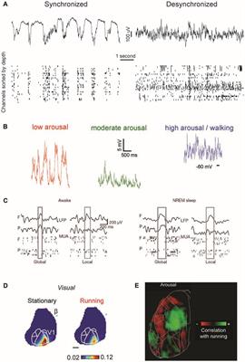 Sensory Processing Across Conscious and Nonconscious Brain States: From Single Neurons to Distributed Networks for Inferential Representation